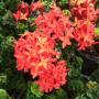 Ixora hybrid Hindu Rope