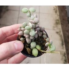 Dischidia nummularioides variegata 'Silver'.