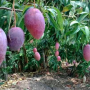 Mangifera indica 'Daeng Jakkapat'