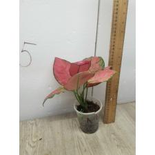 Aglaonema Super Pink A-41 pot