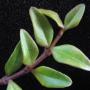 Hoya sp.535 (aff. bella red stem) Nothern Thailand              535
