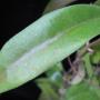 Hoya sp.620 IML1391             620