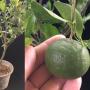 Citrus reticulata 'Mandarin'