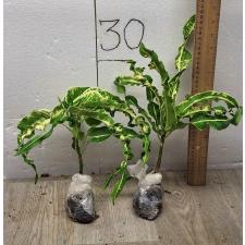 Codiaeum A2 Ai ya res