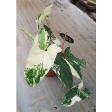Syngonium podophyllum 'Variegata' 12 cm pot