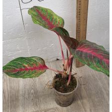 Aglaonema Amnat Jaren A-18 pot