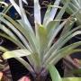 Alcantarea odorata