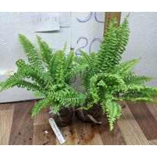 Нефролепис эксалтата 'Скрученный лист' (плоский лист) / Nephrolepis exaltata 'Spiral leaf' (flat leaf) 119/1