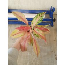 Aglaonema BA-3 Nam Chok стакан