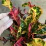 Codiaeum Lawan Pisut (big leaf)