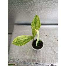 Zamioculcas zamiifolia variegated (big leaf)(yellow var) ук . лист с новым ростом по сорту pot