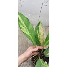Anthurium variegated sp 3