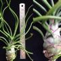Tillandsia bulbosa (purple leaf sheath).