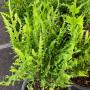 Polypodium sp.(T01)