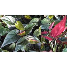 syngonium erythrophyllum Red Arrow 12 cm pot