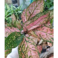 Aglaonema Valentine