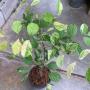 Dolichandrone serrulata (yellow variegated)