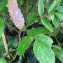 Uraria crinita.