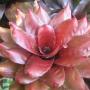 Neoregelia Rocoface (No.6) (Bromeliad) 228