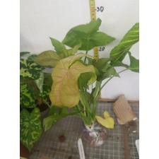 Syngonium Orm Sub (mutation) (No.2)654