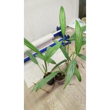 Philodendron Silver Spirit 200p