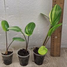 Дримиопсис пятнистый варегатный / Drimiopsis maculata variegata (S)