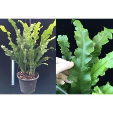 Polypodium musifolium (mutation).