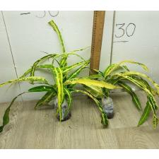 Codiaeum A12 In tha ra rung sun