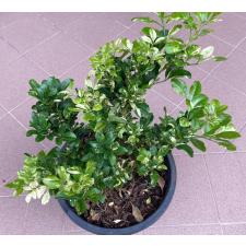 Аглайя одората варегатная / Aglaia odorata variegated 2A