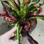 Codiaeum Sook Ruethai.