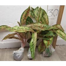 Аглаонема 20 Карат. / Aglaonema 20 Karat A-2