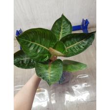 Aglaonema Moonlight-Black A-101