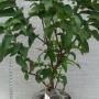 Psidium Dwarf