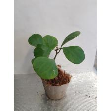 Ficus deltoidea