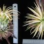 Tillandsia ionantha Druid Zumo (s)