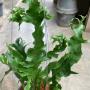 Polypodium ‘Boyton Beach’