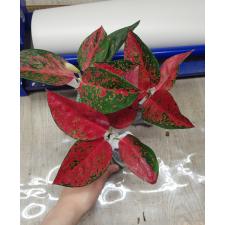 Aglaonema Red Ochin A-138