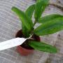 Hoya lazaroi (new species from the Philippines)         520