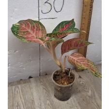 Aglaonema Maha Nakorn в стакане