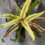 Codiaeum (T08) Chao Loke