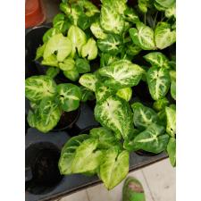 Syngonium Pixie 7 cm pot