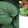 Clerodendrum speciosissimum (red flower)