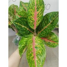 Aglaonema A-21 Boxing