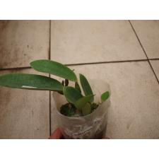 flavida hoya