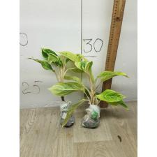 Aglaonema Aurora white A-9