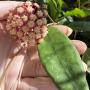 Hoya finlaysonii (wax leaf)(#892).