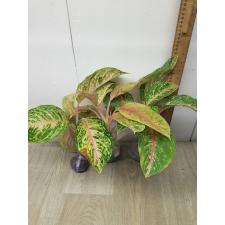 Aglaonema Sompawthong A-49