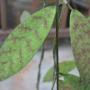 Hoya sp.479 (aff padangensis) silver spot               479