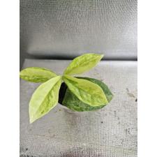 Zamioculcas zamiifolia 'Big leaf'(yellow variegated) 2