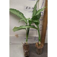 Диффенбахия Удомсаб (Серебряная форма) / Dieffenbachia Udomsub (silver form).